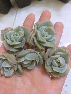 Sen đá hoa hồng - Echeveria rose