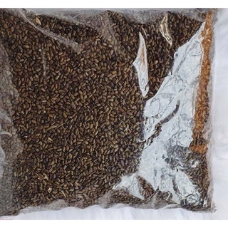 Hạt muồng (Thảo quyết minh) 500g