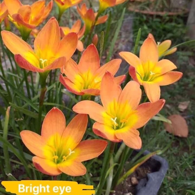 Huệ mưa ngoại vàng cam Brisht eye