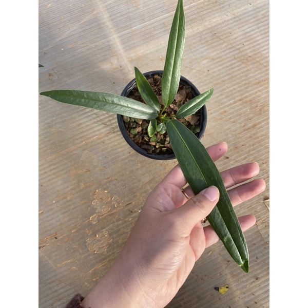 Chậu cứng anthurium bakeri