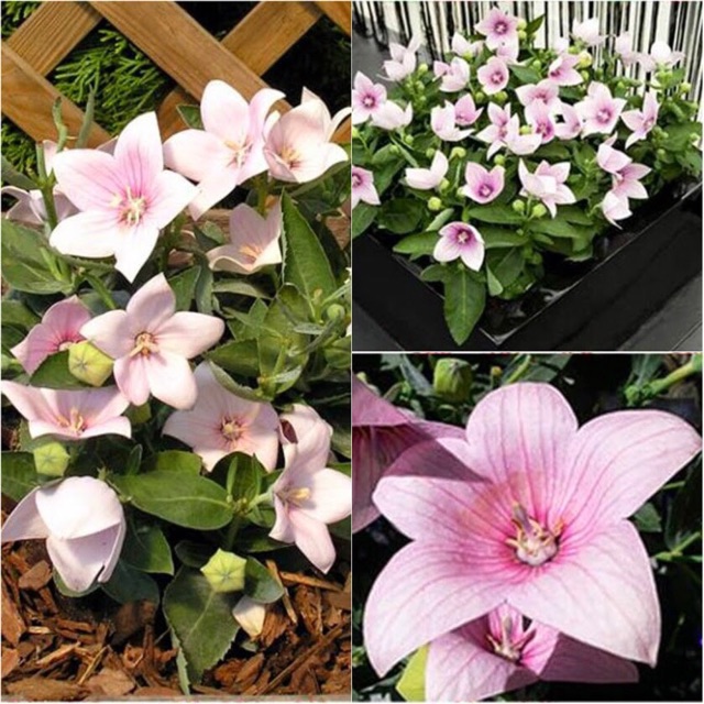 Hạt giống hoa năm cánh nhiều màu- gói 0,2gr