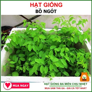 HẠT GIỐNG RAU BỒ NGÓT DỄ TRỒNG 1 GRAM