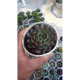 Sen đá ruby đỏ cỡ to