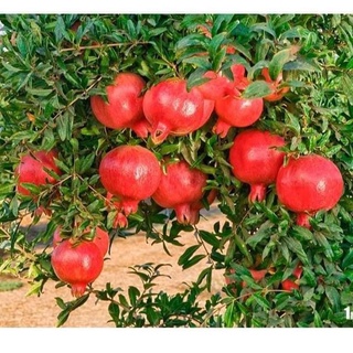 Cây giống lựu đỏ ấn độ giống lùn