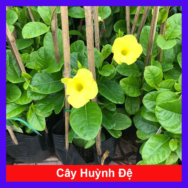 Cây Huỳnh Đệ (Thân leo) - Cây cảnh sân vườn + Tặng phân bón cho cây mau lớn