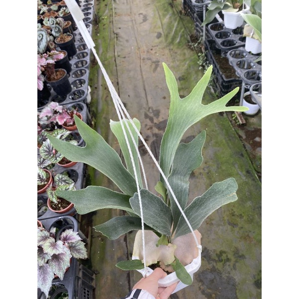 Chậu treo Ổ rồng - Platycerium alcicorne