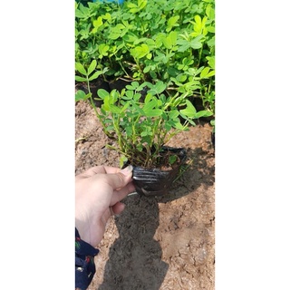 Cây giống cỏ lạc (Ảnh thật số 2).