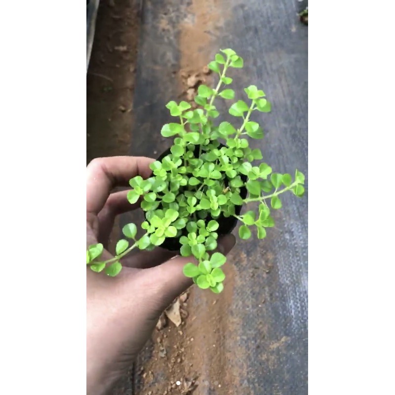 Sen đá Sedum sò dây