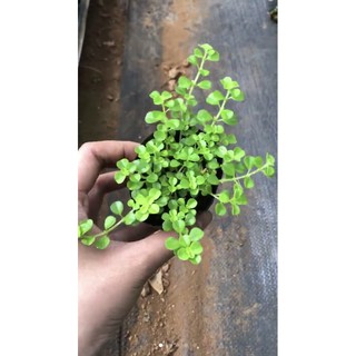 Sen đá Sedum sò dây