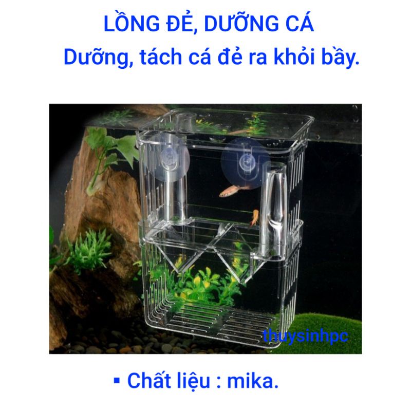 Lồng đẻ cho cá tép cảnh bằng mika