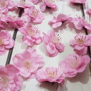 Hoa đào rời chụp ảnh