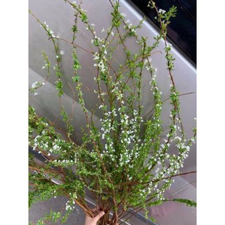 [ship Hà Nội] hoa tuyết mai hoa tết