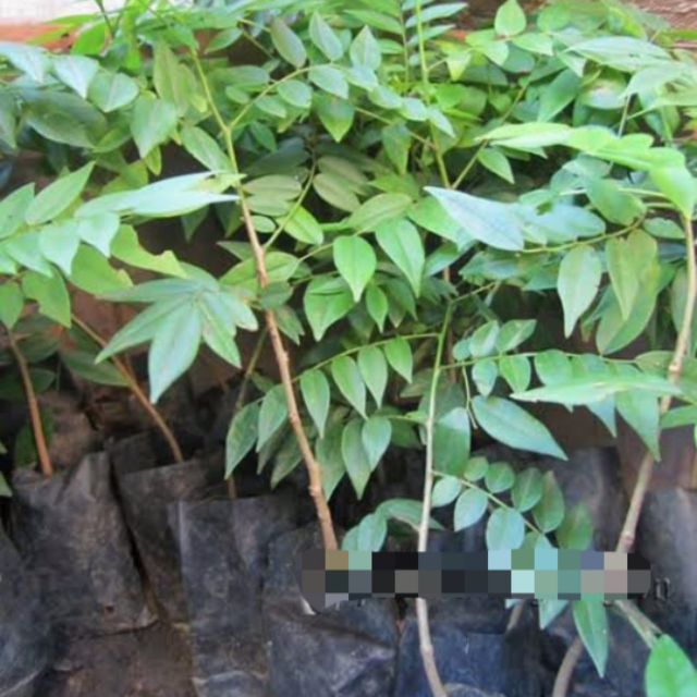Cây giống mắc mật ( Combo 2 cây)