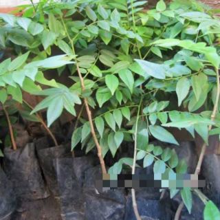 Cây giống mắc mật ( Combo 2 cây)