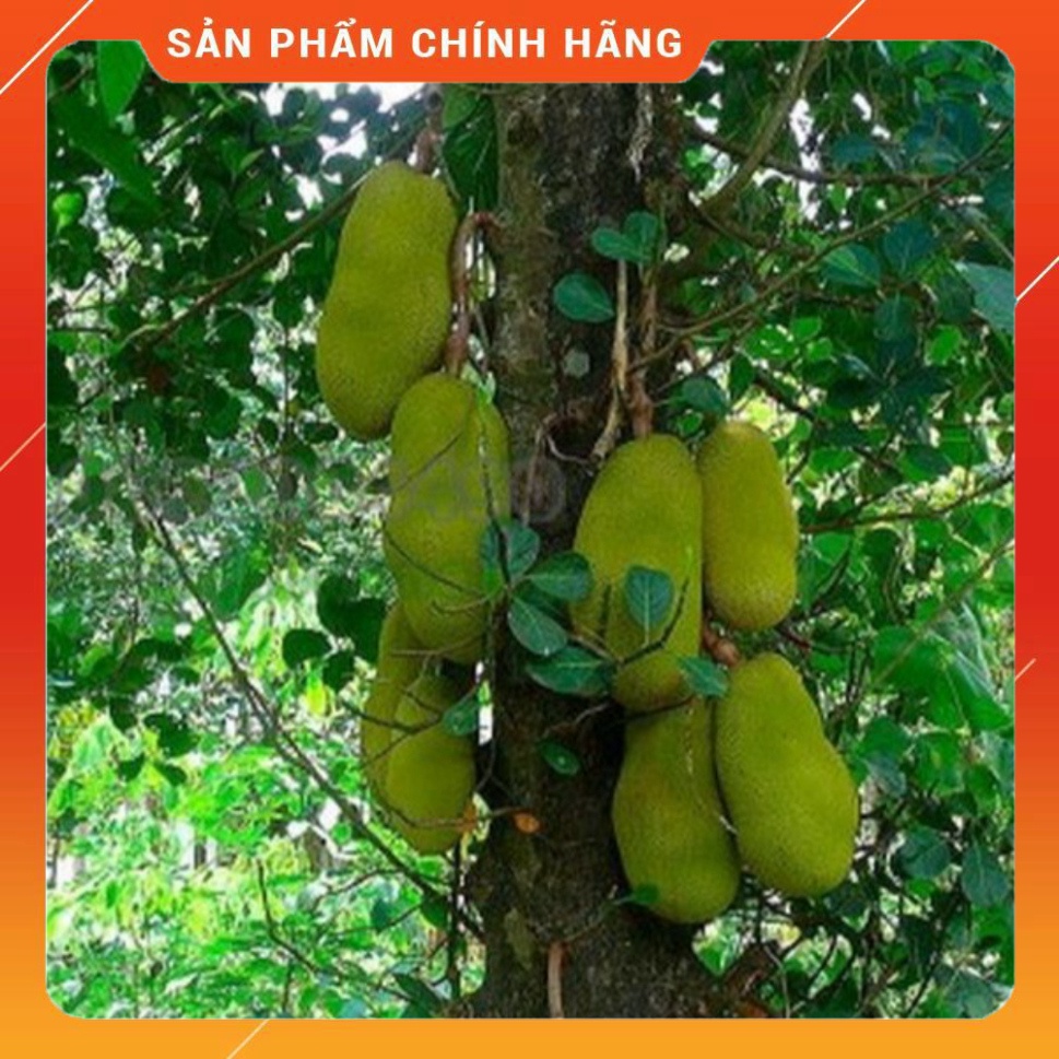 Phân bón lá HTC ĐẠI NGÀN - Ủ Trái chín 500ml . Nông Dược Xanh