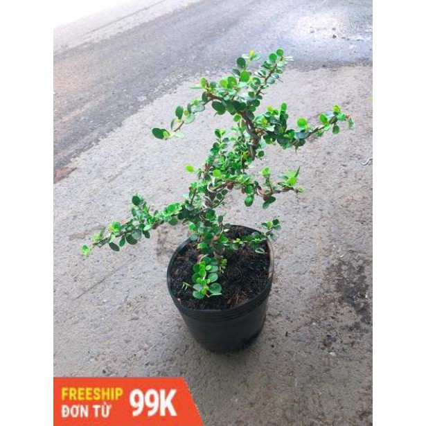 Linh Sam Núi Bonsai