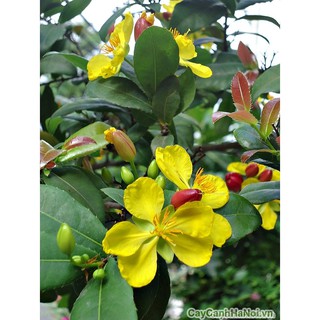 Cây mai tứ quý NHỠ