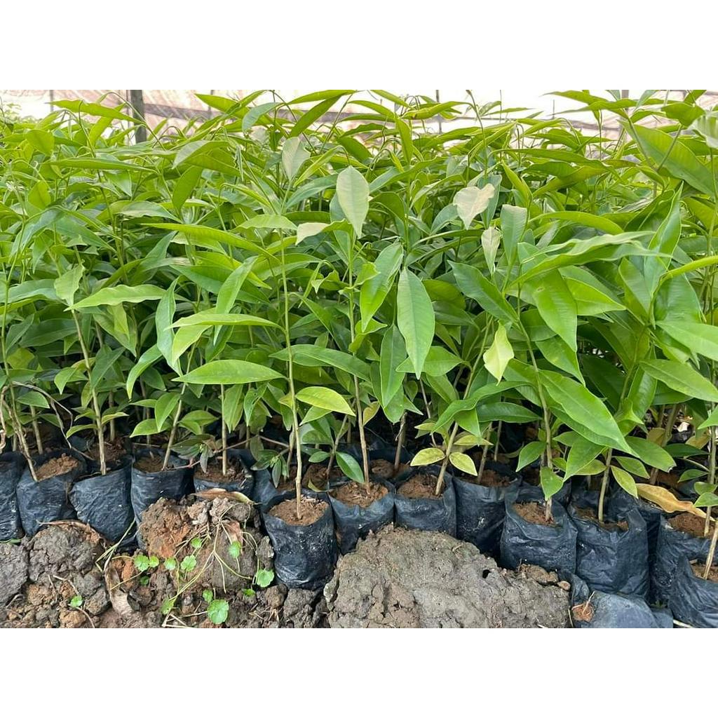 Cây giống dó bầu - Trầm Hương cây cao 15-20cm   #cây_dó_bầu #cây_giống