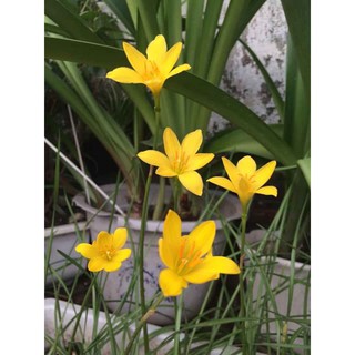 Củ huệ mưa vàng Citrina (size hoa)