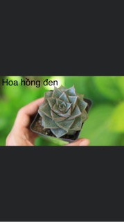 Sen đá nhỏ 3-5cm