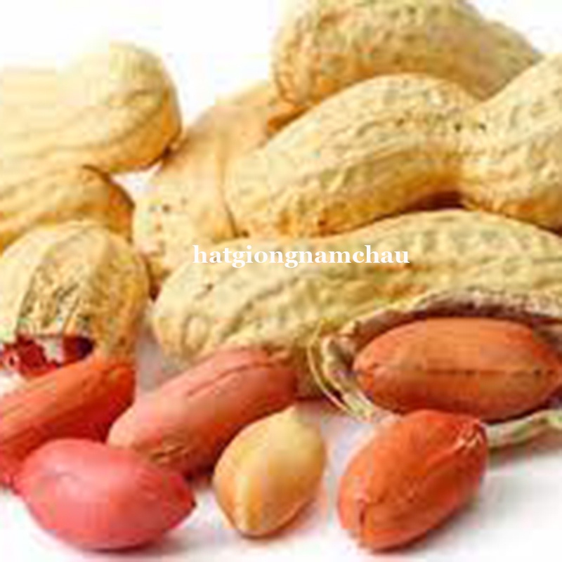 10 GRAM - HẠT GIỐNG ĐẬU PHỘNG