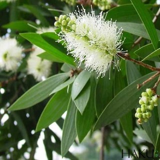 Tinh dầu tràm