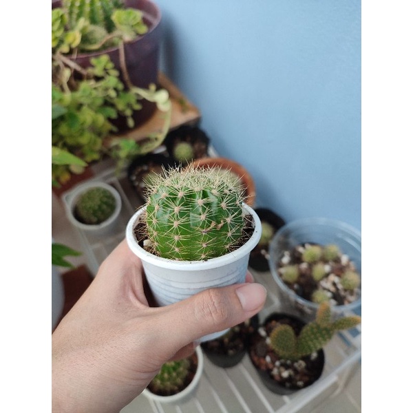 Xương rồng bí xanh