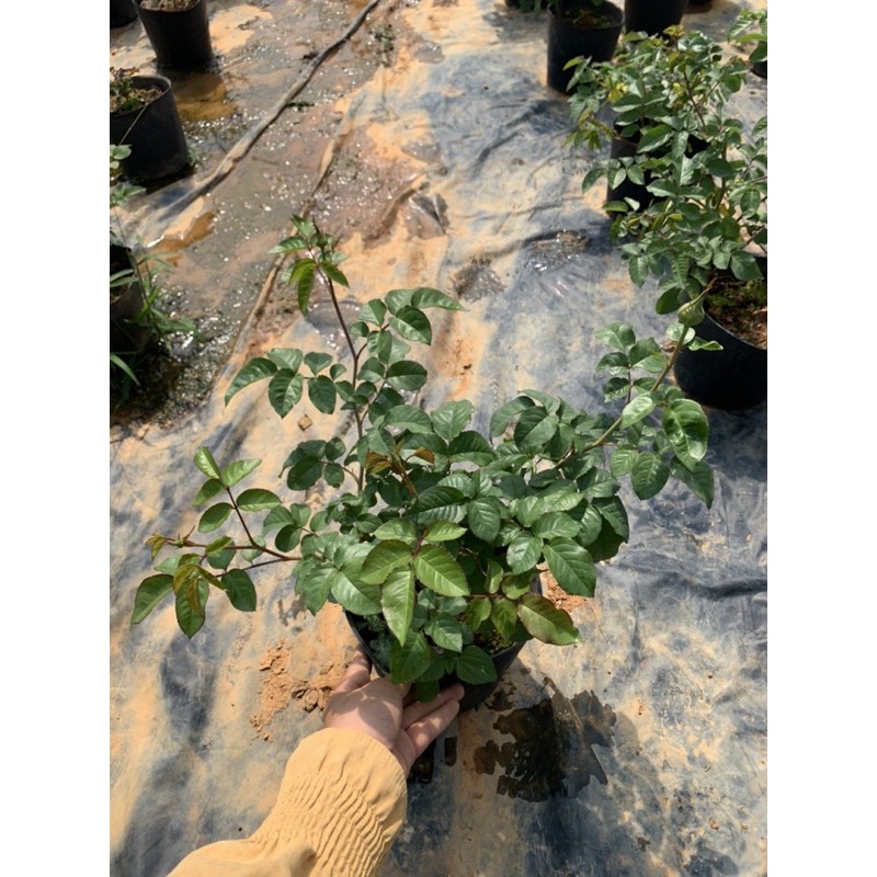 Cây hoa hồng leo KATE màu hồng tím - cây nguyên chậu cao 50-60cm. thienan22916