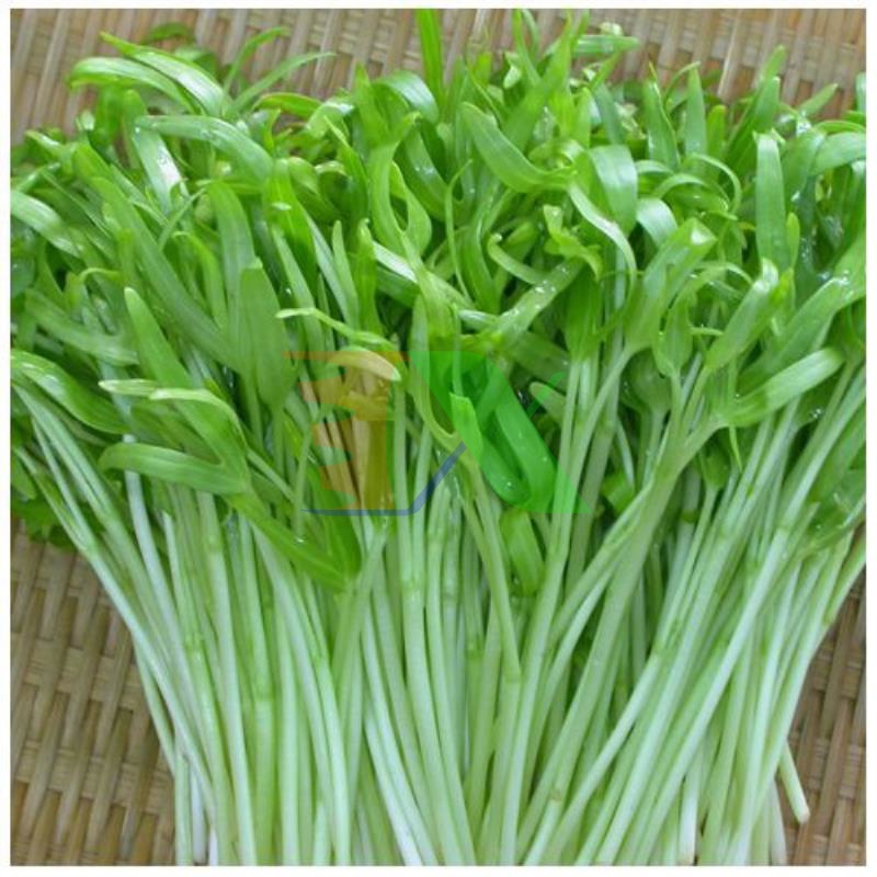 Hạt rau mầm rau muống Thái Lan siêu giòn ngọt