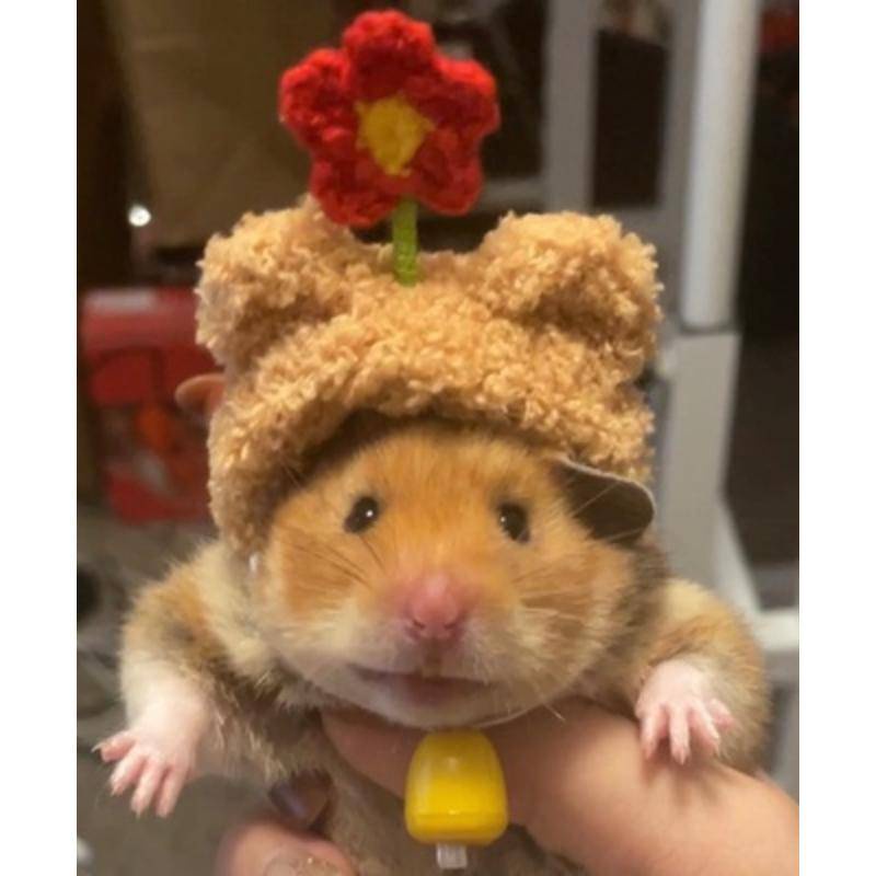 Mũ Tai Bèo Hình Gấu Vàng / Thỏ / Cà Rốt / Luffy Dễ Thương Cho Chuột Hamster
