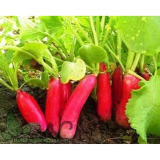 Hạt giống củ cải đỏ dài f1 kns1054 - gói 5gram
