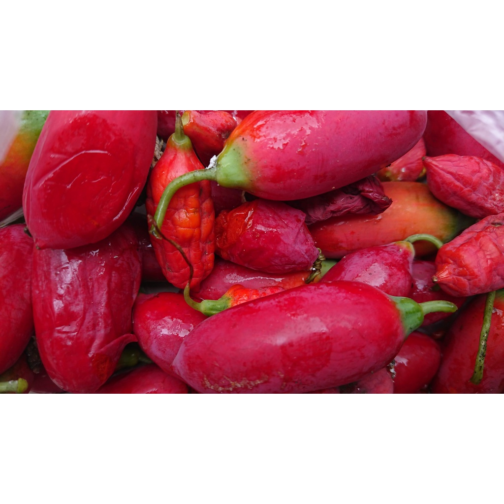 Hạt bình bát dây (100 hạt)