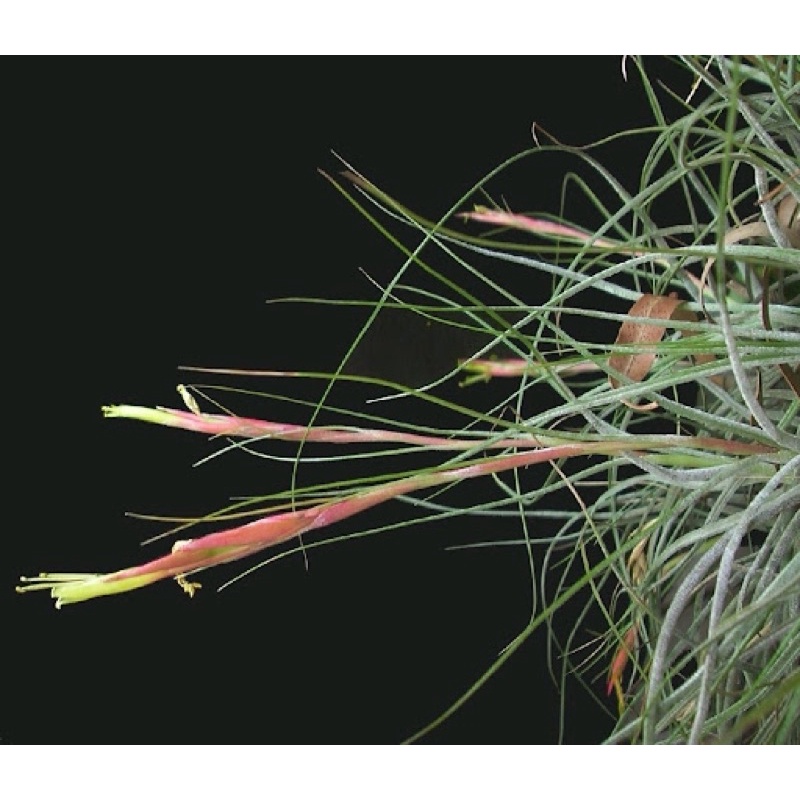 Cây Không Khí   Tillandsia Schiedeana “Minor”