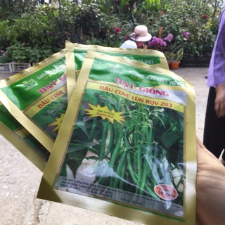 50g HẠT GIỐNG ĐẬU COVE LÙN RQV 203 - ĐẬU COVE LÙN, DẠNG BỤI