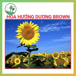 Hạt Giống Hoa Hướng Dương F1 Nhụy Nâu - 30H