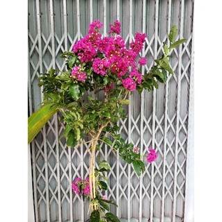 Bằng lăng thái siêu bông cây lớn