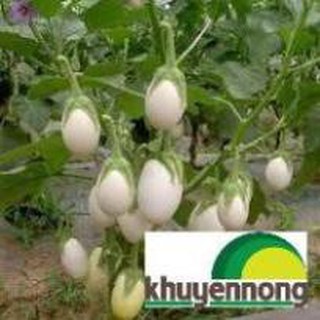30 hạt giống cà trắng trứng siêu quả