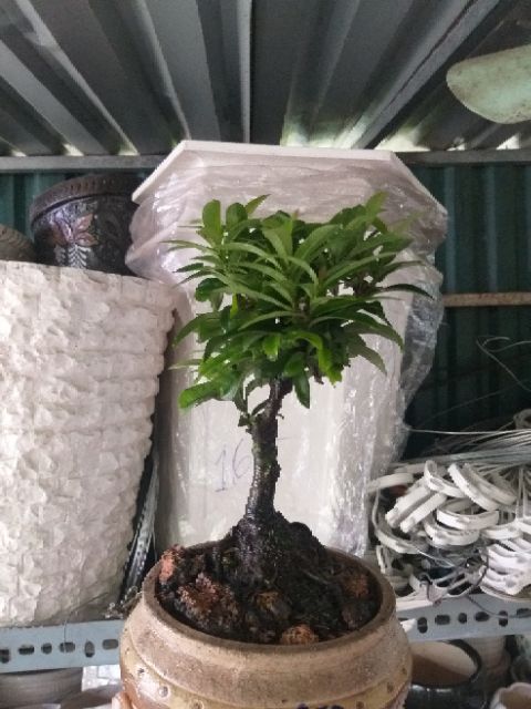 Hoa Trang bonsai mini