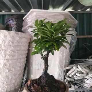 Hoa Trang bonsai mini