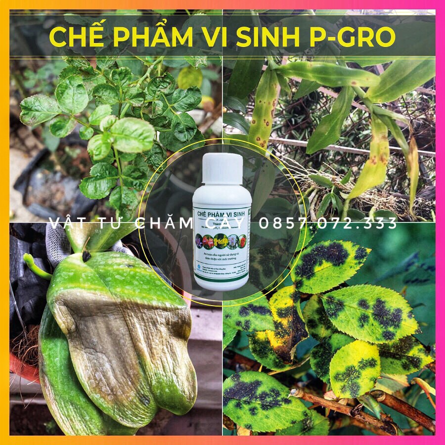 Chế Phẩm Sinh Học Nhật Bản P-Gro - Ngăn Ngừa Sâu Bệnh - Tăng Sức Đề Kháng