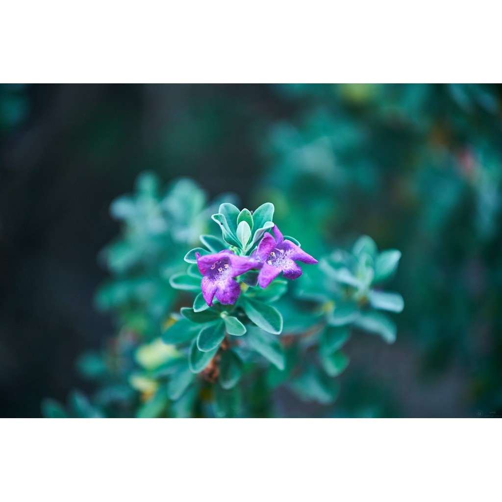 Lens canon FDn 70-150mm f4.5 ngàm FD dùng cho canon Ae1 a1 f1 ftb ft fx