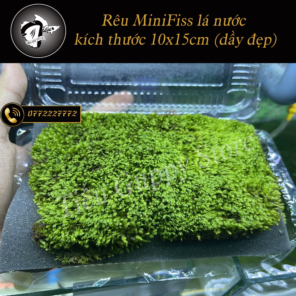 RÊU MINIFISS LÁ NƯỚC TRẢI NỀN CHO HỒ THUỶ SINH - HÀNG DẦY ĐẸP (1 HỘP 5 TẤC 10x15cm)