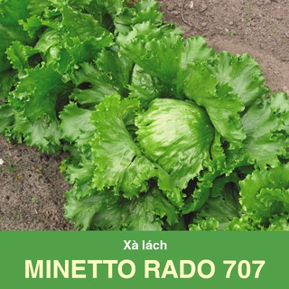 Xà lách Minetto Rado 707