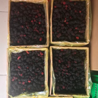 Com bo 1 hũ dâu tằm 800k