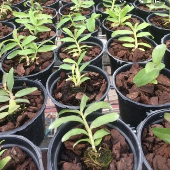 Hoa phong lan 5ct phú thọ