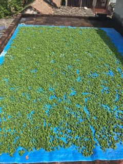 Nụ hoa tam thất 100g