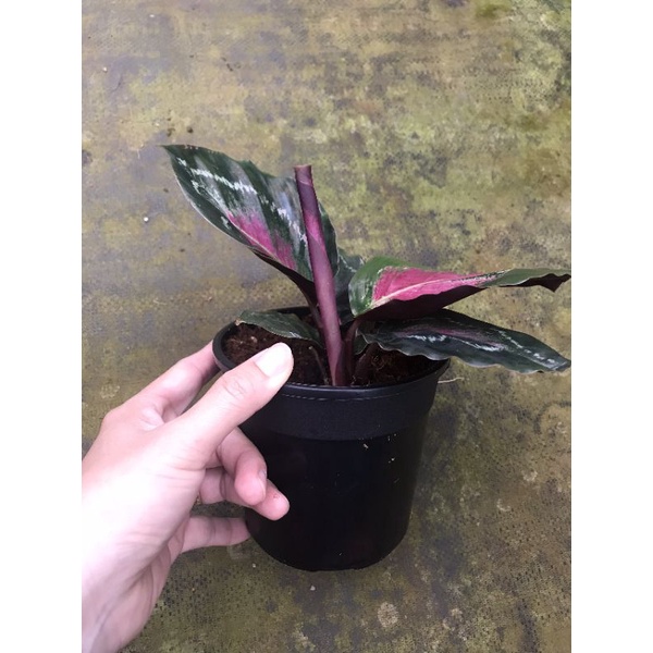 Calathea Maranta rosa - đuôi công lạ, đẹp mắt