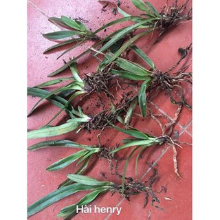 HÀI HENRY RỪNG TÂY BẮC