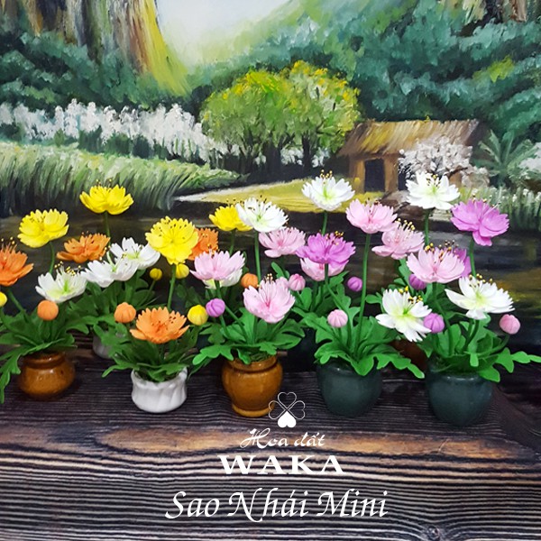 Hoa Đất Sét Mini- Sao Nhái