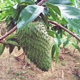 Cây giống mãng cầu xiêm thái giống chuẩn .